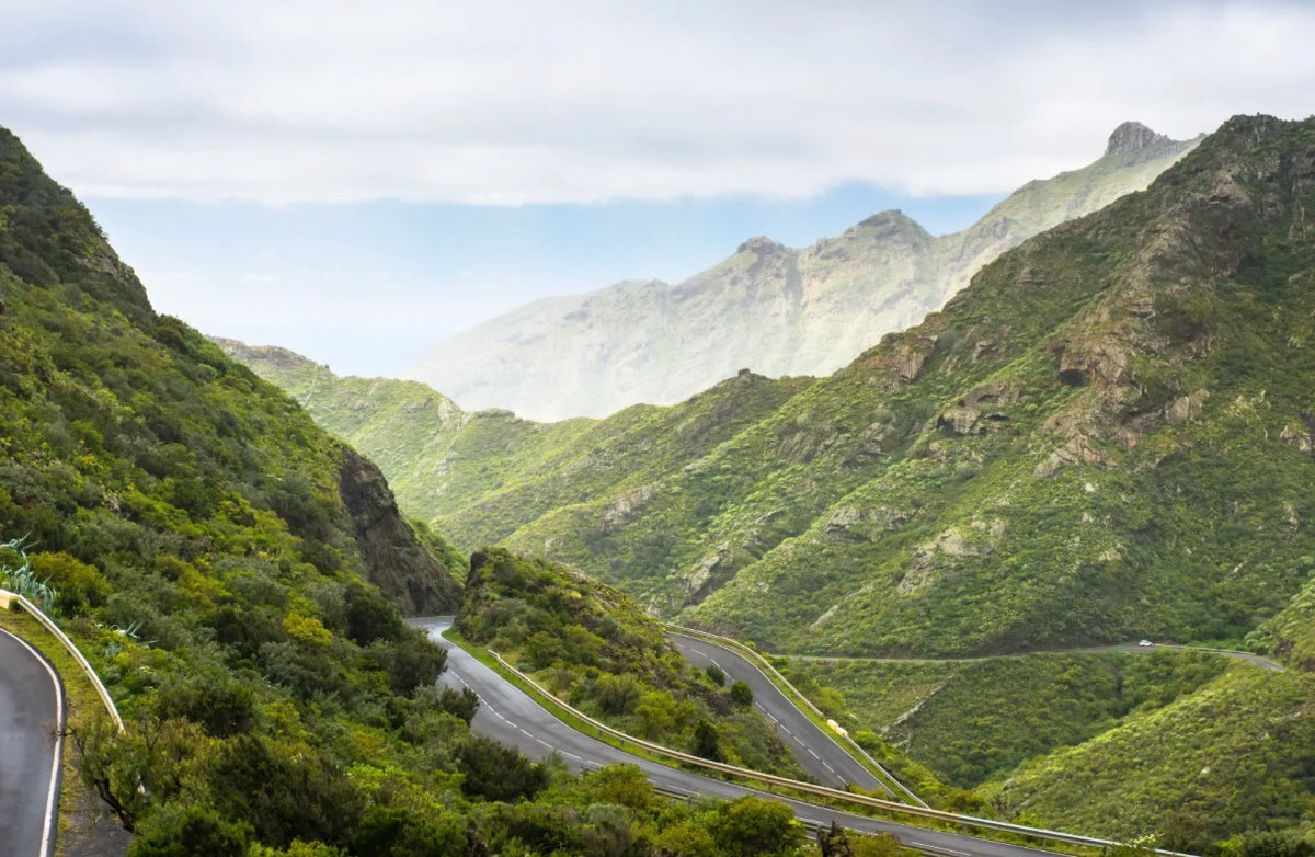 Santa Cruz, La laguna & Laurisilva Forest Bus Tour