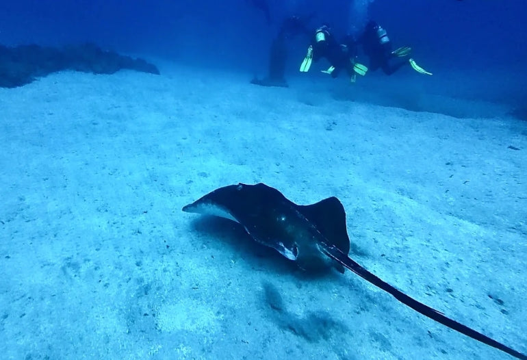 Certified RIB Diving