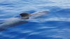 dolphin tours south tenerife