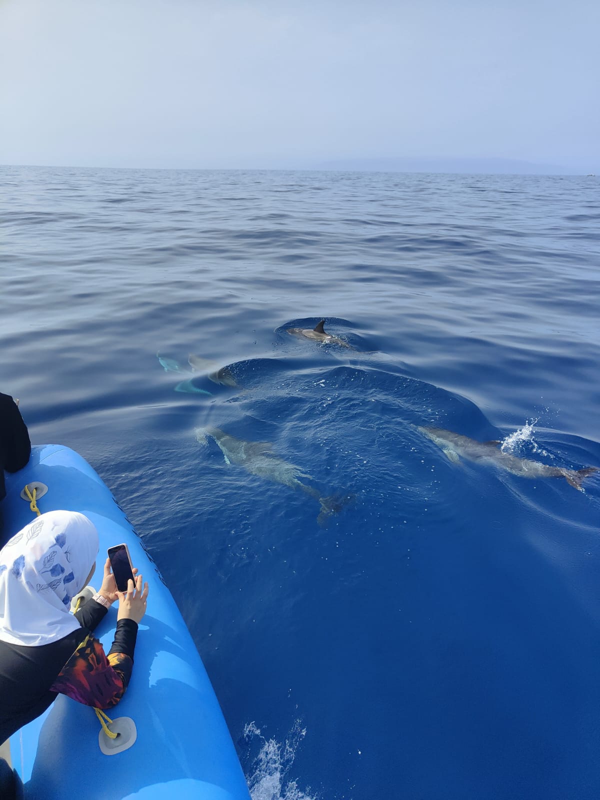Sea safari 2h