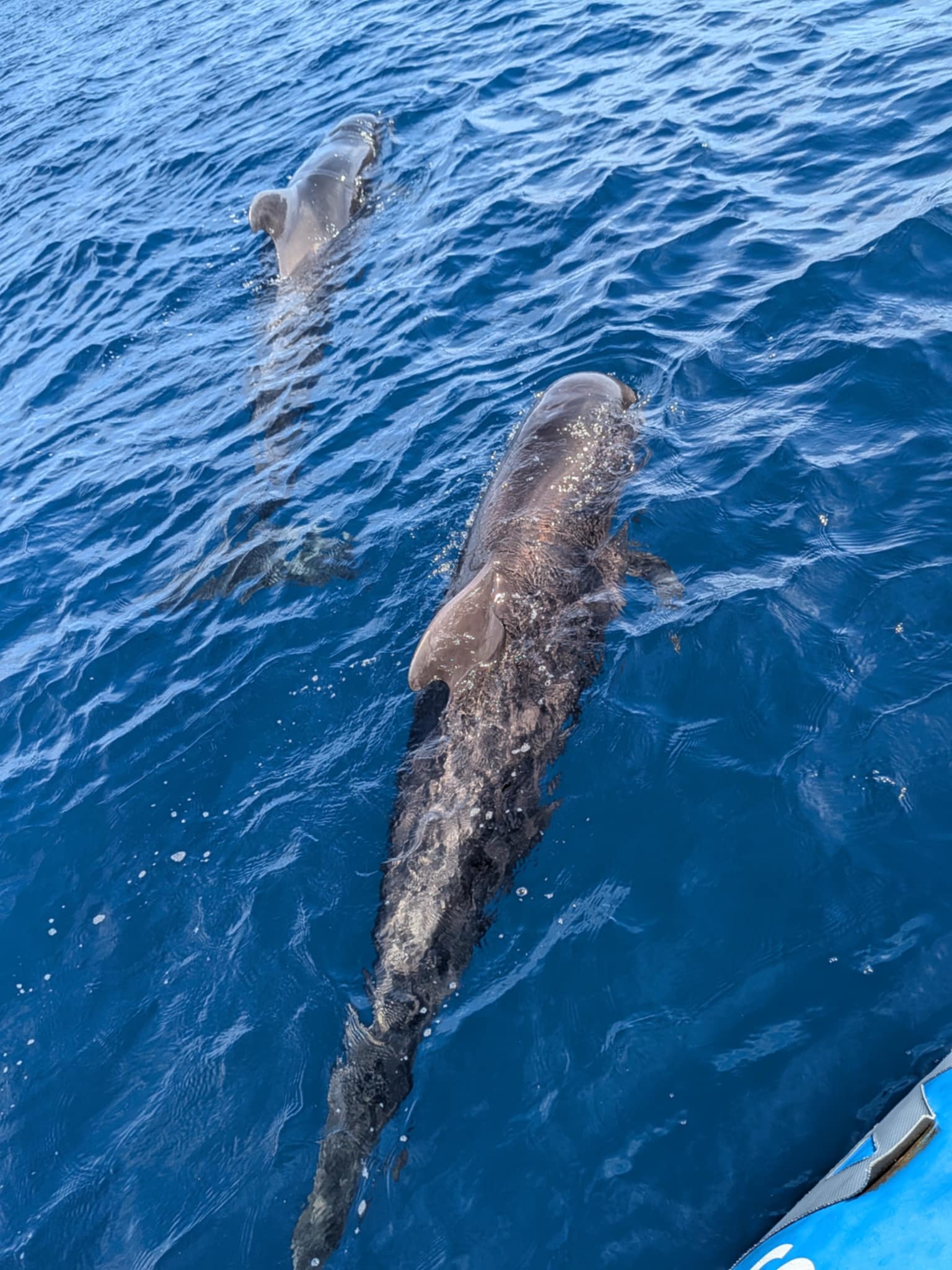 Sea safari 2h