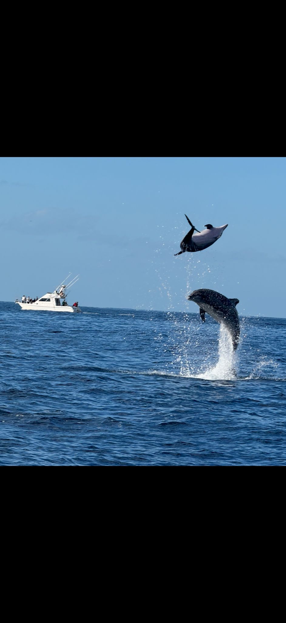 Sea safari 2h